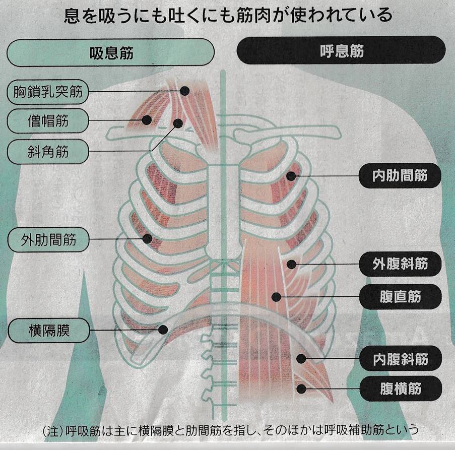 口呼吸は、どうしてダメなの？　その5